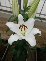 [5517 PO17 OT WIT 12-15 No02.JPG]